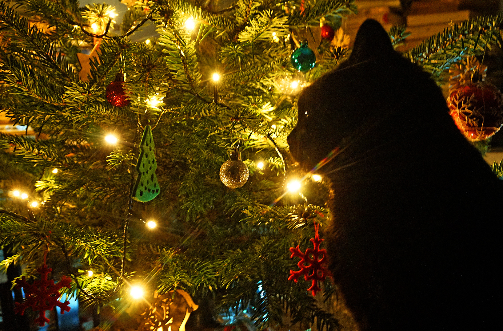 Morlie unterm Weihnachtsbaum