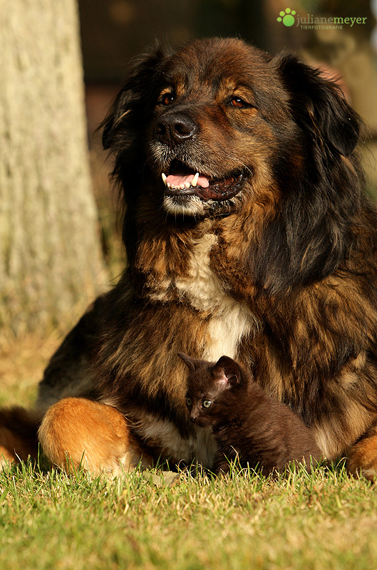 Mormel und ihr Bodyguard