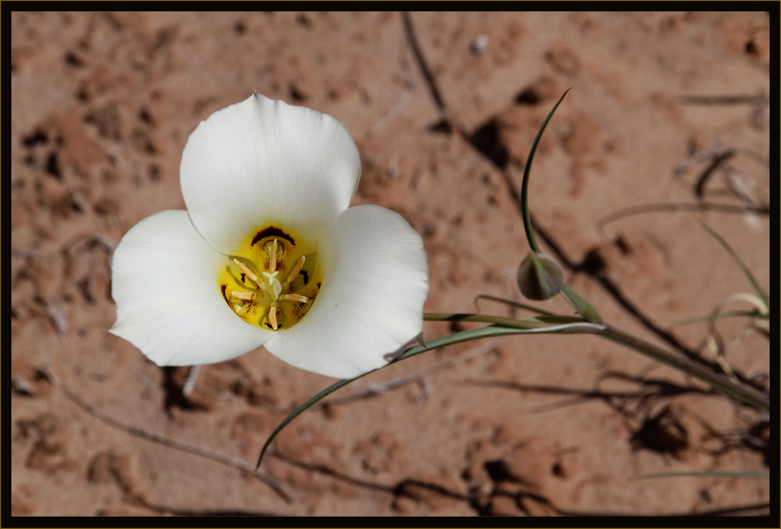 Mormonentulpe (Calochortus nuttallii)