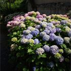 Mornac-sur-Seudre - Hortensias - Hortensien