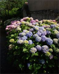 Mornac-sur-Seudre - Hortensias - Hortensien