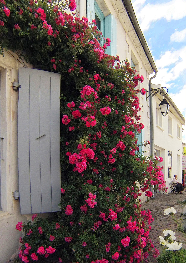 Mornac-sur-Seudre, une cascade de roses sur un mur - Mornac-sur-Seudre, ein Rosenschwall