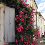 Mornac-sur-Seudre, une cascade de roses sur un mur - Mornac-sur-Seudre, ein Rosenschwall