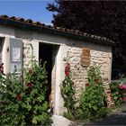 Mornac-sur-Seudre - Vieilles pierres et roses trémières pour ce magasin de spécialités