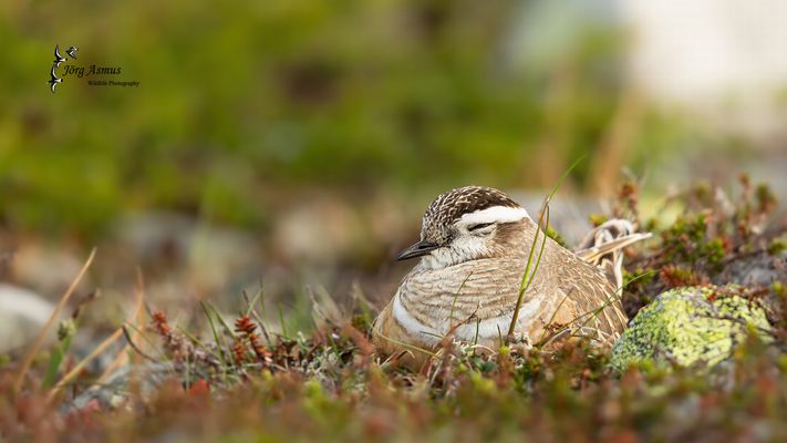 Mornellregenpfeifer, brütend