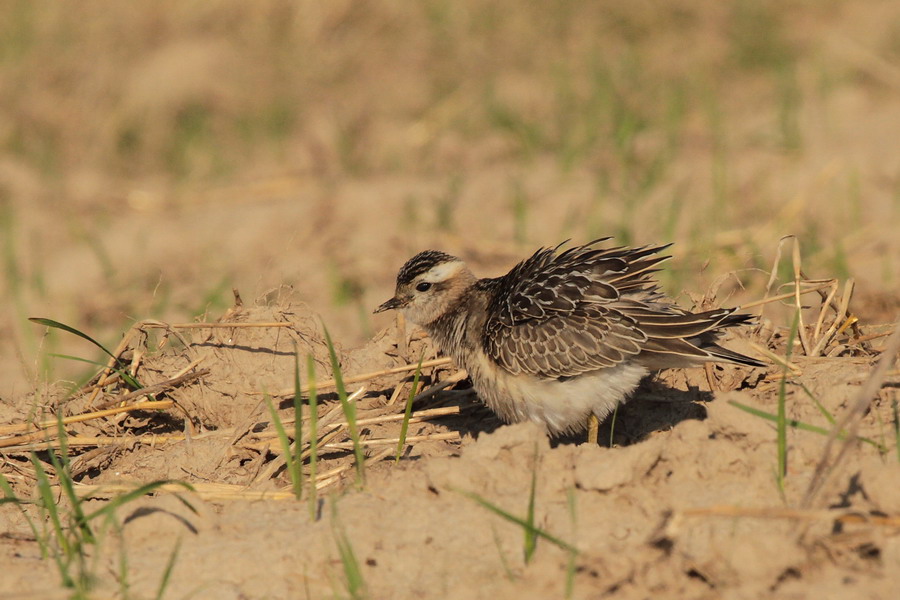 Mornellregenpfeifer (Charadrius morinellus ) 1