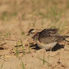 Mornellregenpfeifer (Charadrius morinellus ) 1