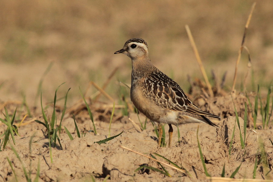 Mornellregenpfeifer ( Charadrius morinellus ) 2