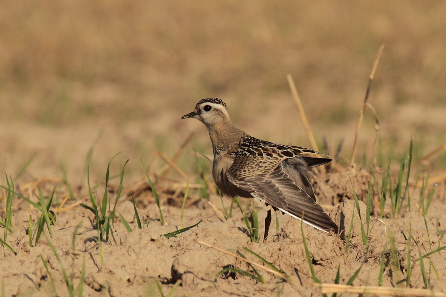 Mornellregenpfeifer ( Charadrius morinellus ) 3