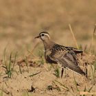 Mornellregenpfeifer ( Charadrius morinellus ) 3