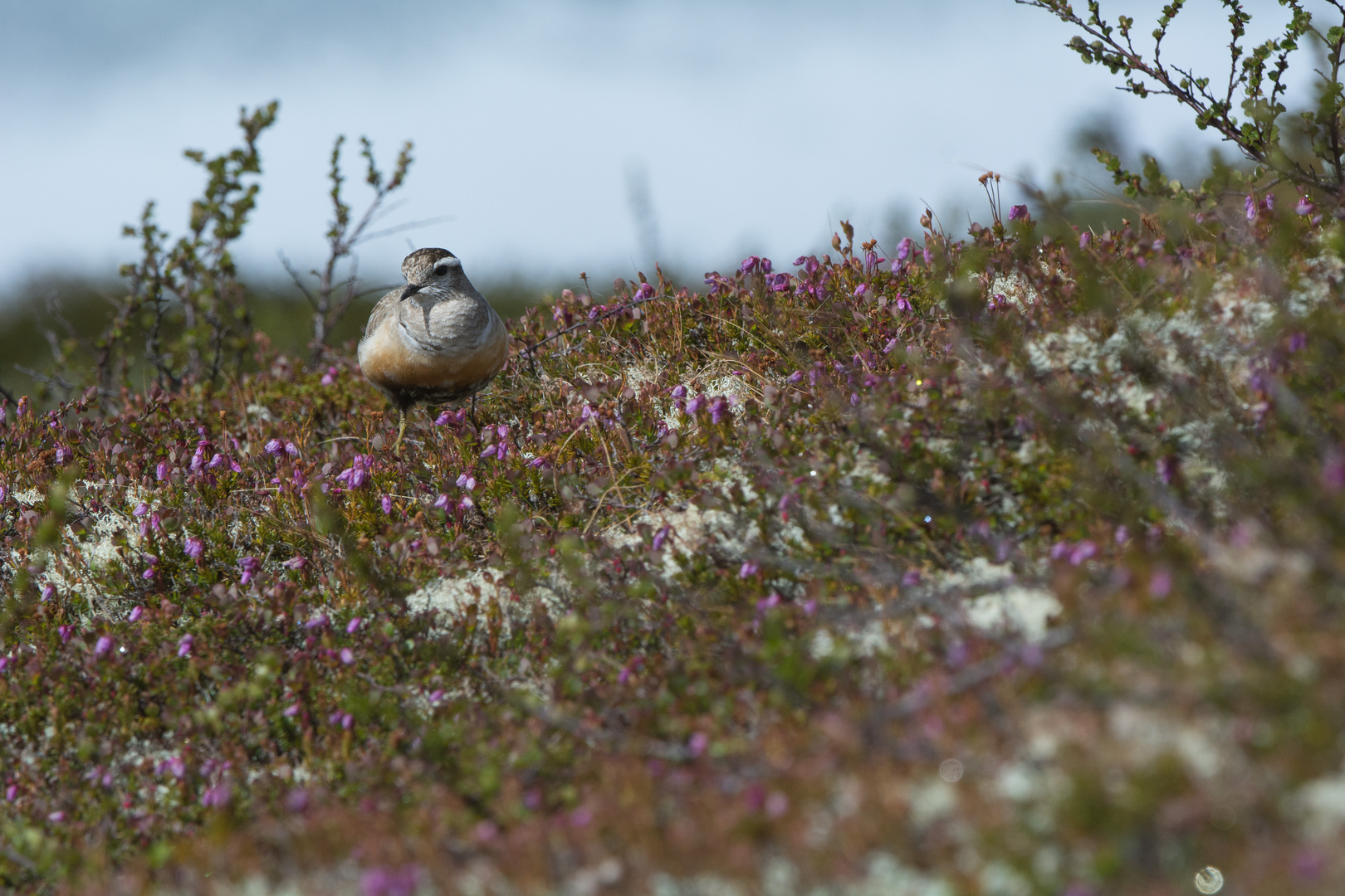 Mornellregenpfeifer (Charadrius morinellus)