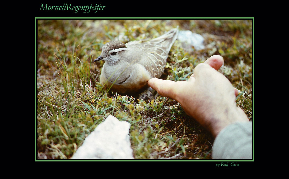 Mornellregenpfeifer (Charadrius morinellus)