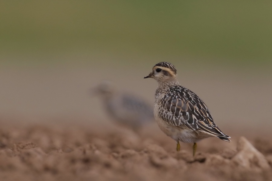 Mornellregenpfeifer ( Charadrius morinellus )