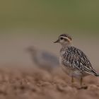 Mornellregenpfeifer ( Charadrius morinellus )