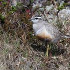 Mornellregenpfeifer (Charadrius morinellus), Männchen