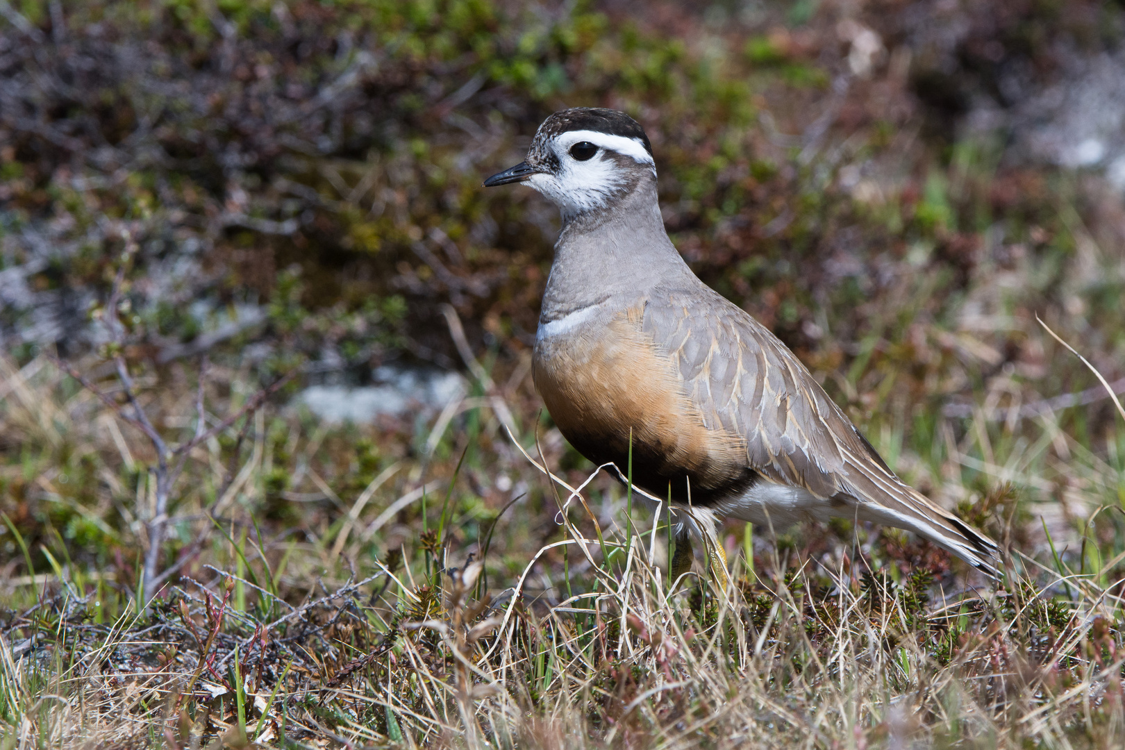 Mornellregenpfeifer (Charadrius morinellus), Weibchen