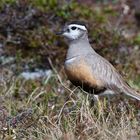 Mornellregenpfeifer (Charadrius morinellus), Weibchen