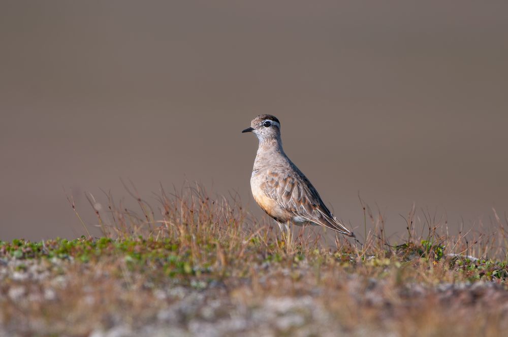 Mornellregenpfeifer Männchen auf Varanger