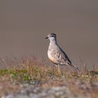 Mornellregenpfeifer Männchen auf Varanger