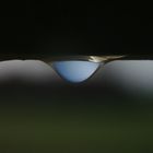 mornig raindrop