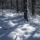 Morning after a snowfall