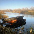 Morning around the pond