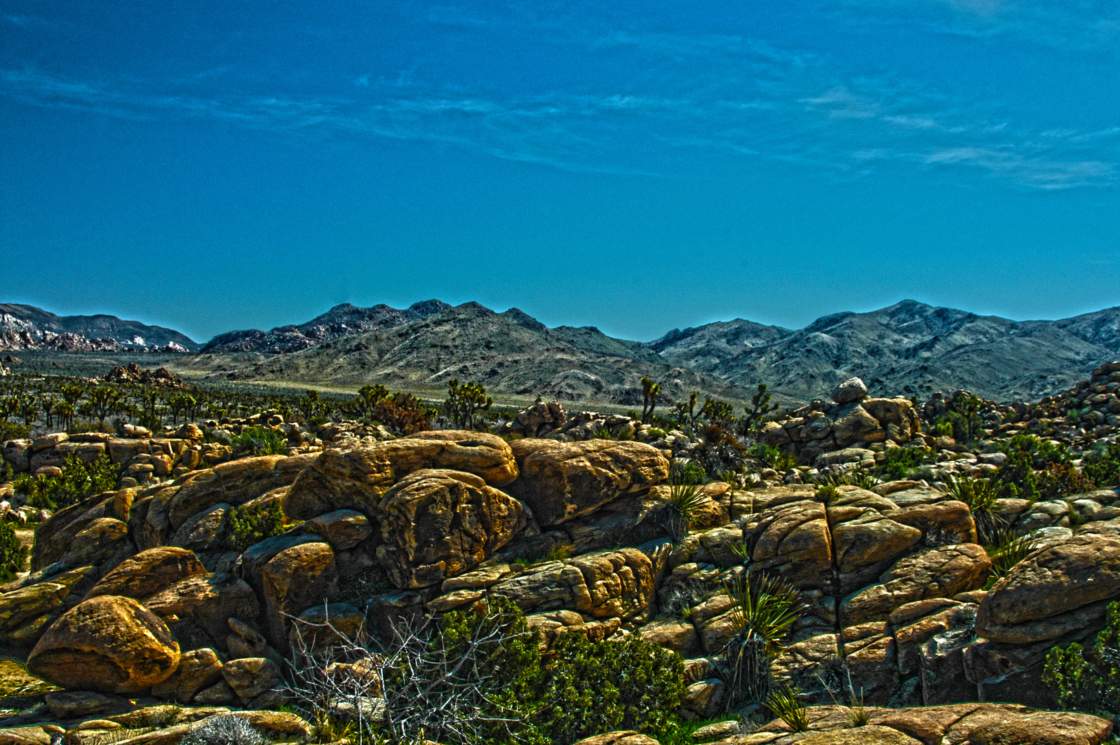 Morning at Joshua Tree