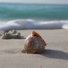 morning at the beach