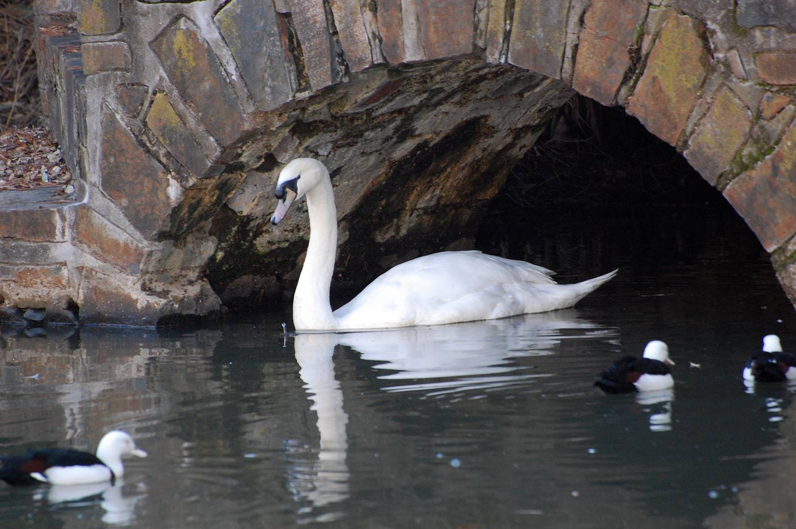 Morning at the Pond