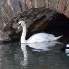 Morning at the Pond