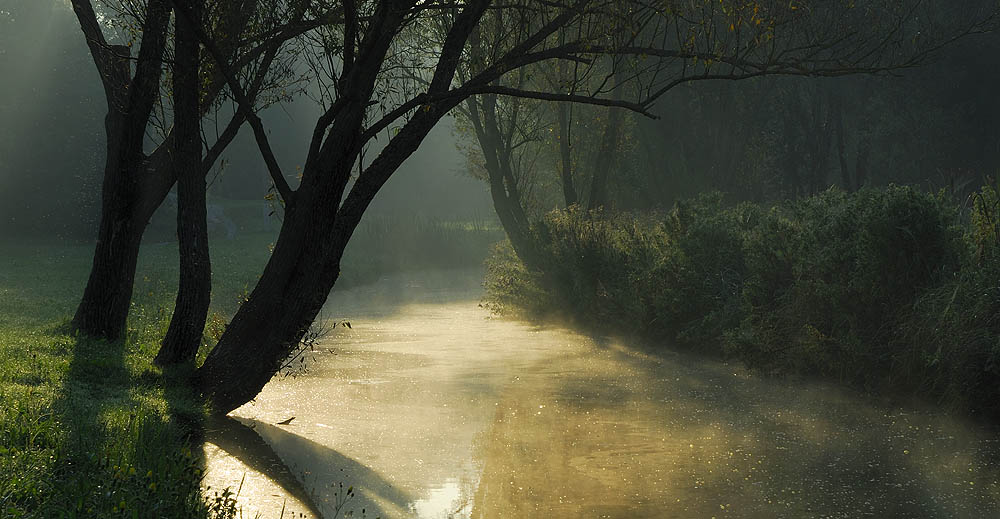 Morning at the stream