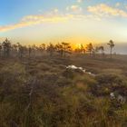 "Morning at the swamp"