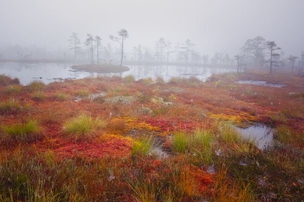 Morning atmosphere in a Swedish bog. - Morgenstimmung im Moor in Schweden
