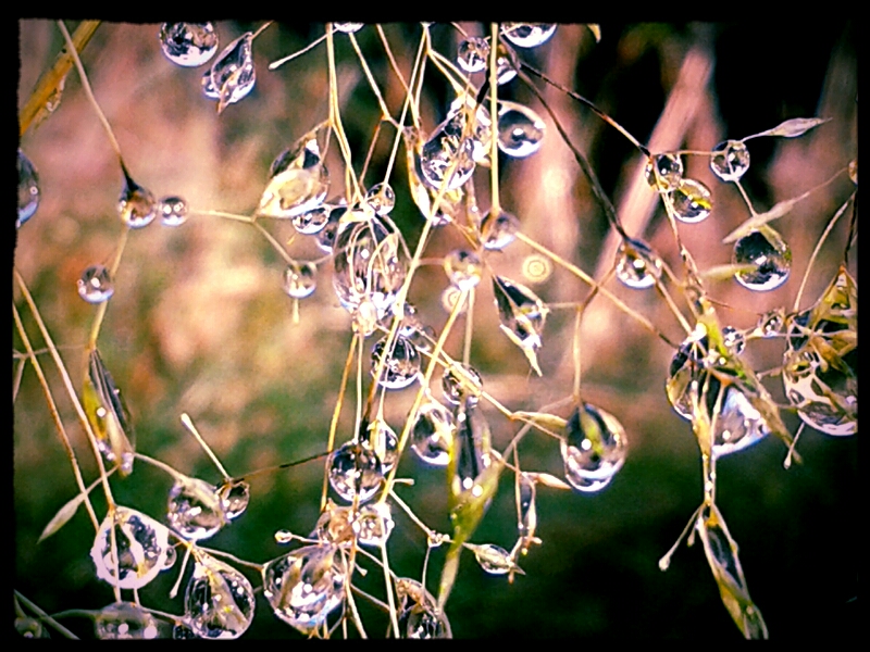 Morning bells of autumn