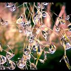 Morning bells of autumn