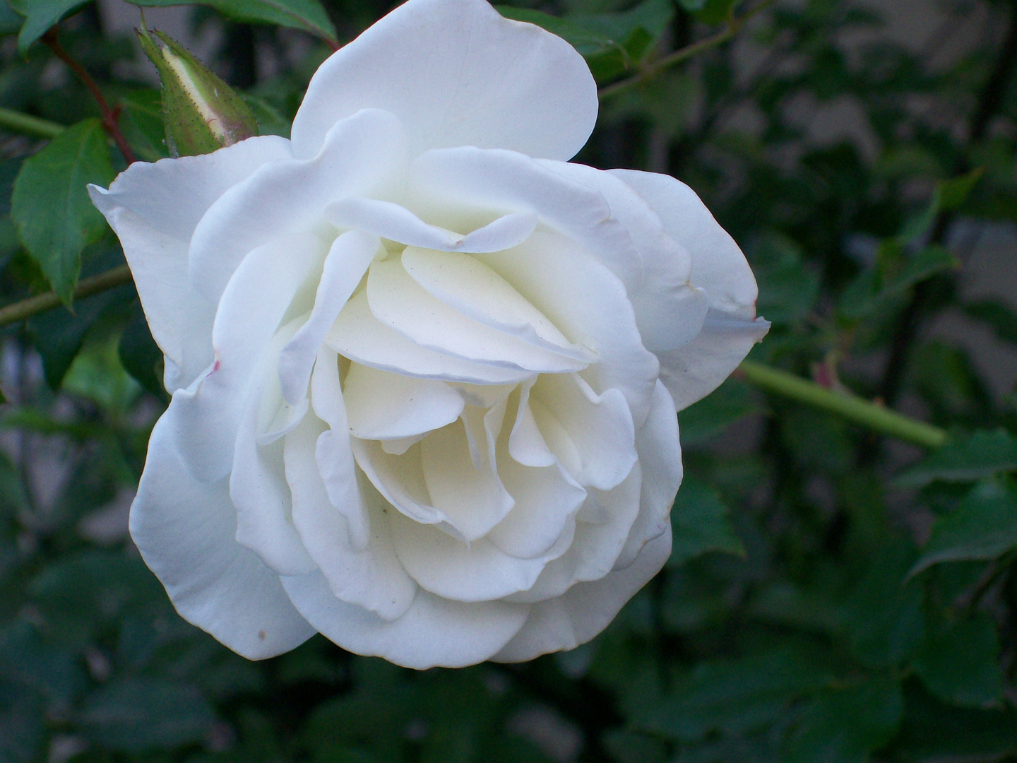 Morning Bloom