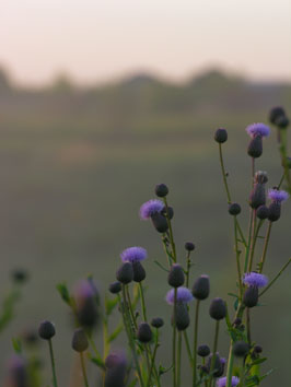 Morning. Blue flowers