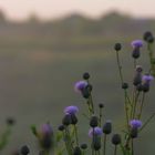 Morning. Blue flowers