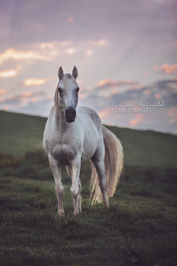 Morning Breeze