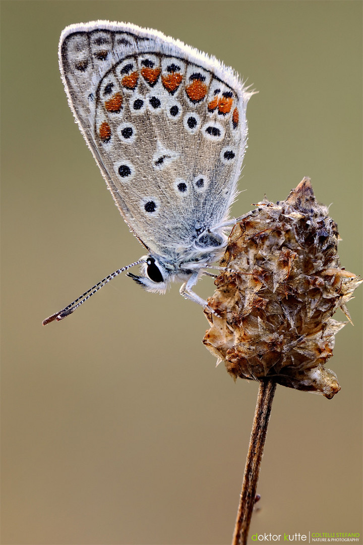 Morning Butterfly