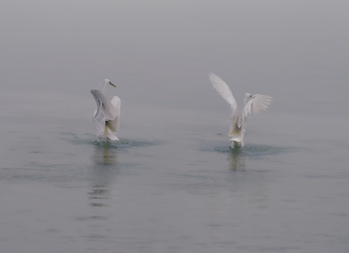 Morning Dance 