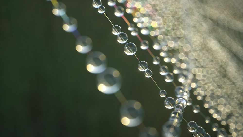 morning dew