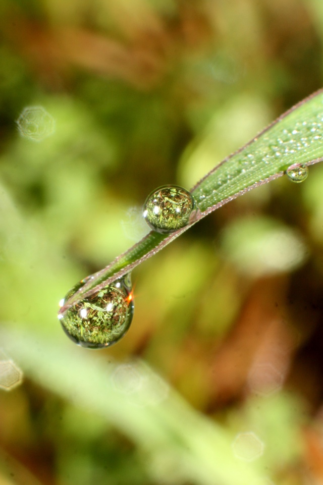 --== Morning Dew ==--