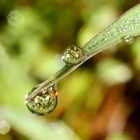 --== Morning Dew ==--