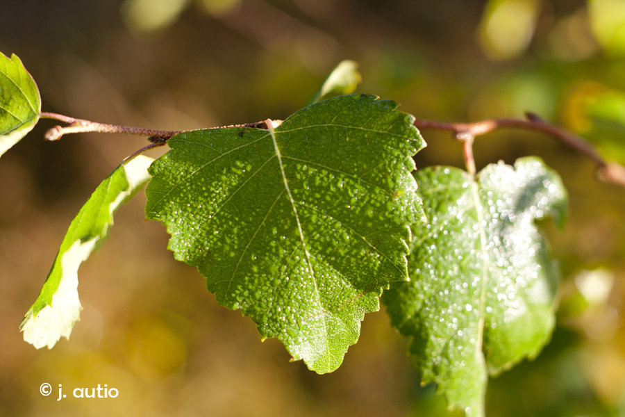 morning dew.