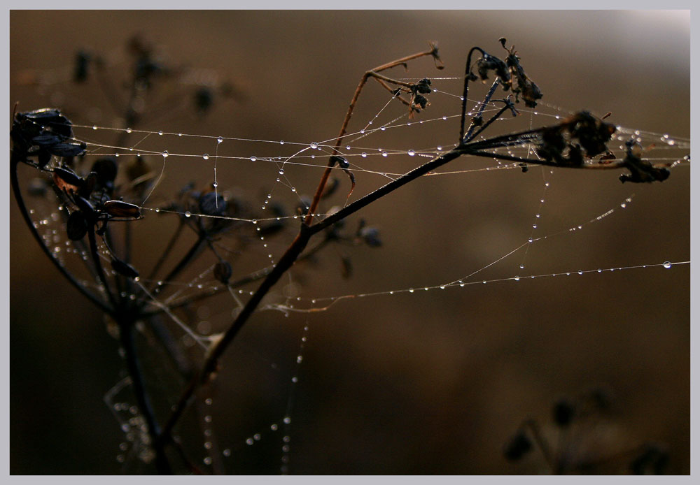 Morning dew.