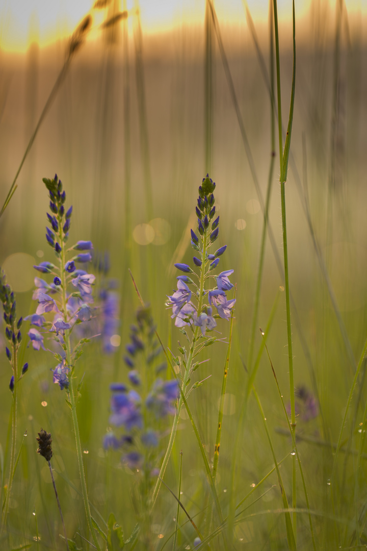 Morning dew