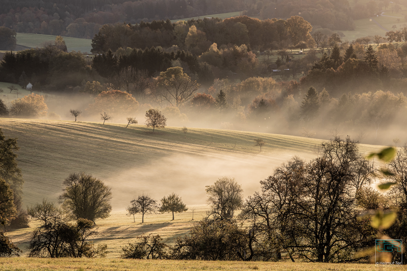 Morning Dew 