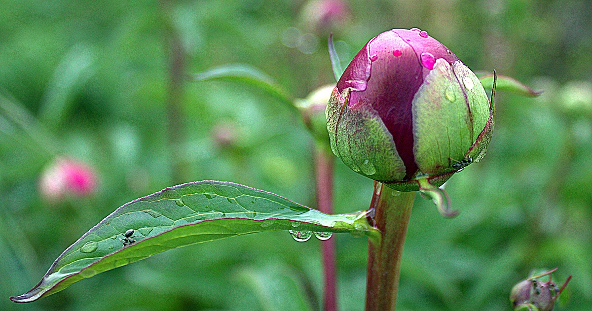 Morning Dew