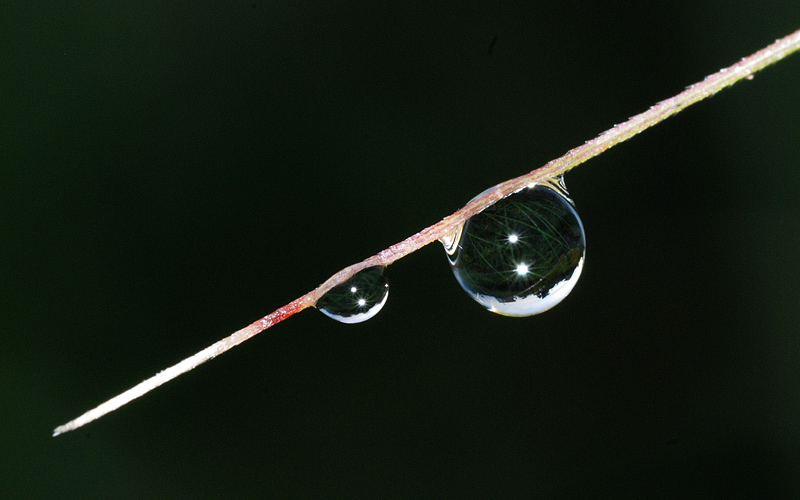 morning dew